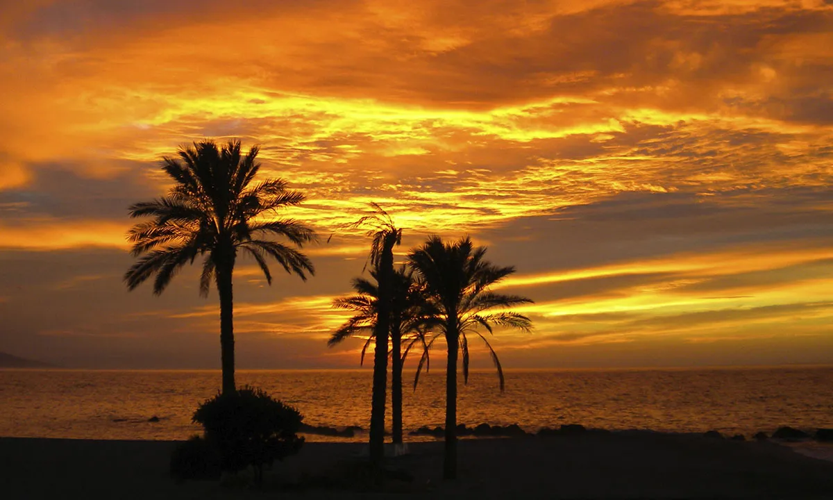Atardecer naranja con palmeras sobre el mar en la Costa Tropical