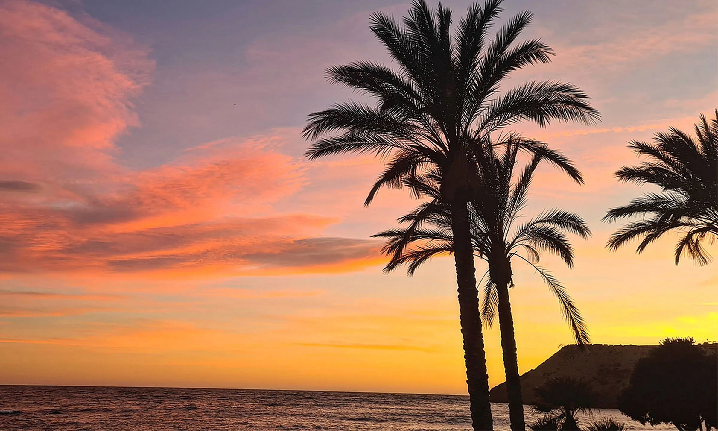 Palmera recortada contra un cielo rosa al atardecer